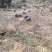 原生态散养跑山黑猪