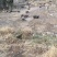 原生态散养跑山黑猪