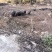 原生态散养跑山黑猪