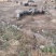 原生态散养跑山黑猪