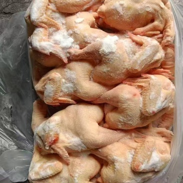二级三黄鸡