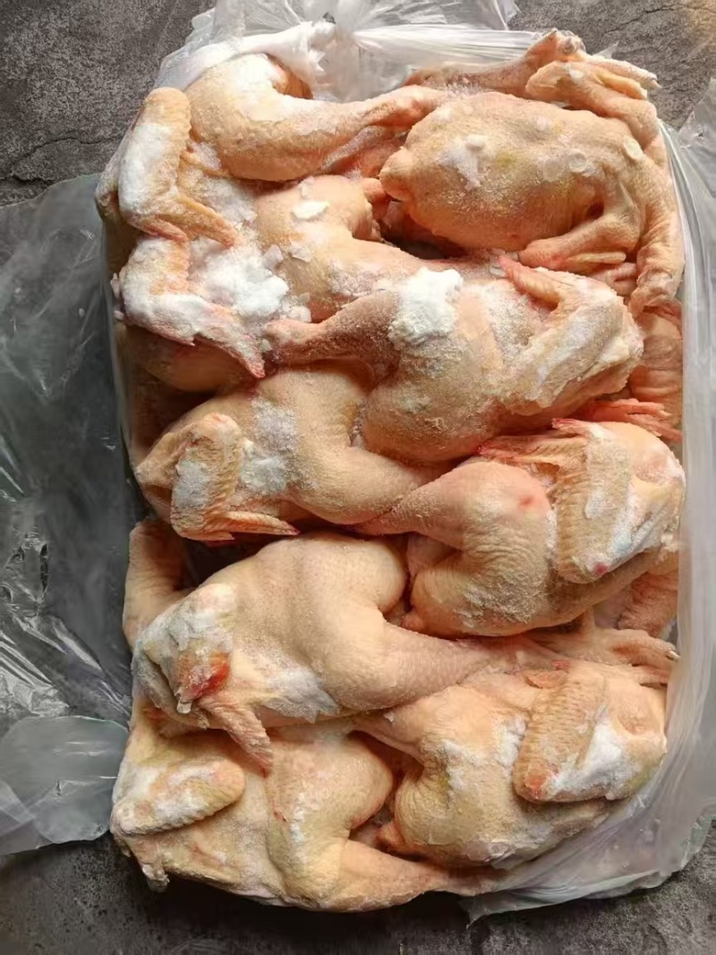 二级三黄鸡
