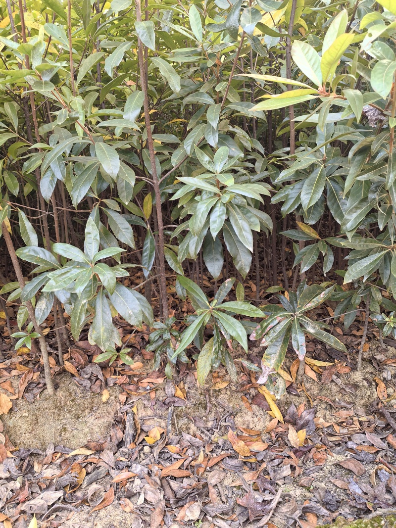 江西一年木荷杯苗，一年两年杯苗，裸根苗大量有货