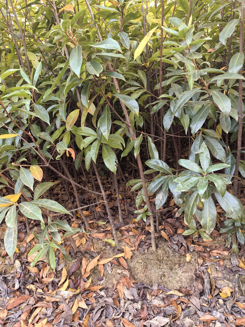 江西一年木荷杯苗，一年两年杯苗，裸根苗大量有货