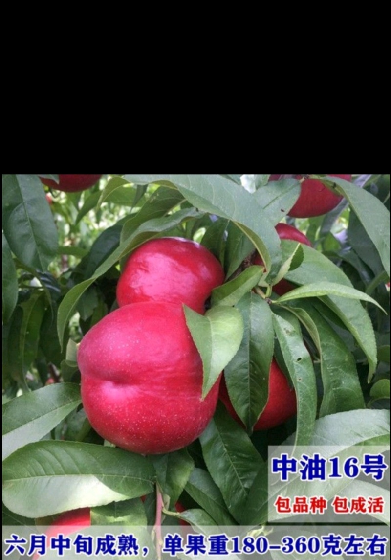早熟中油16号油桃