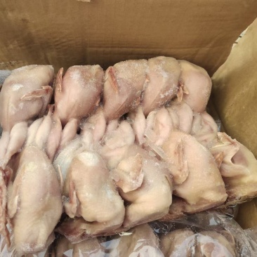 放血大鹌鹑干净无毛