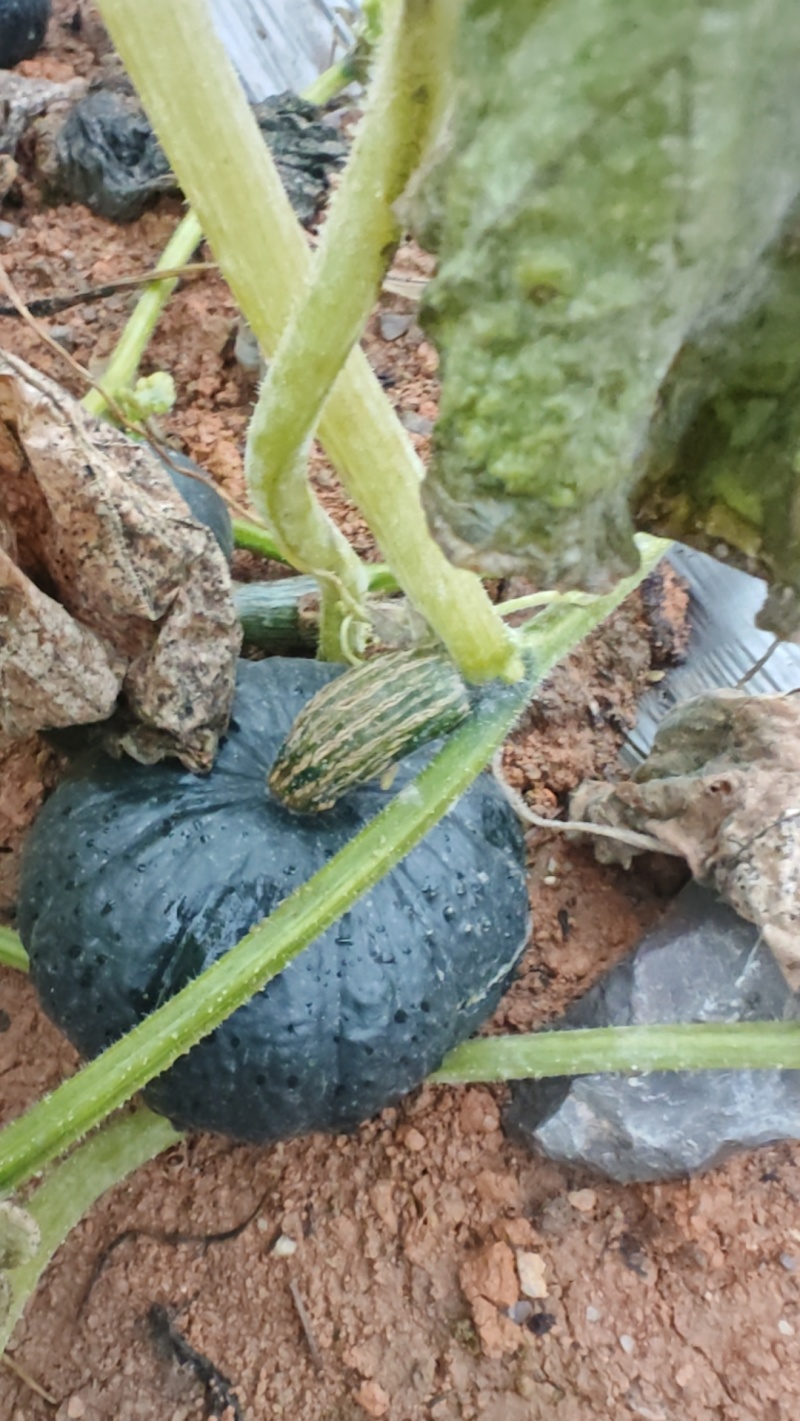 贵州贝贝瓜基地直销