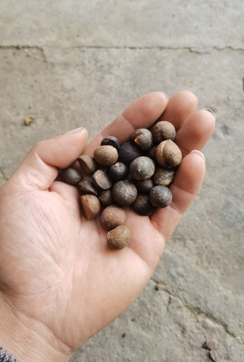 山茶油，产地直发，量大价优，产地直发，欢迎各位咨询