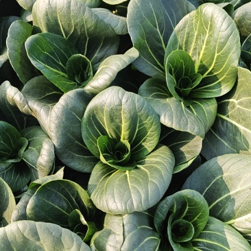 湖北基地矮颗苏州青小油菜小青菜大量有货每天可出货