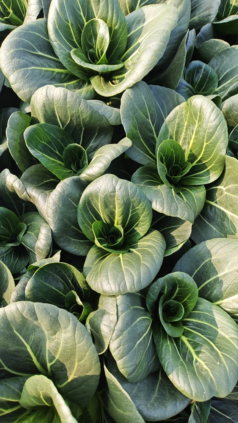 湖北基地矮颗苏州青小油菜小青菜大量有货每天可出货