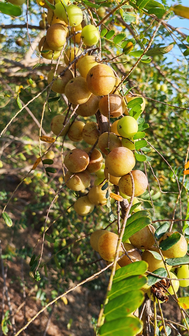 丙甜油柑