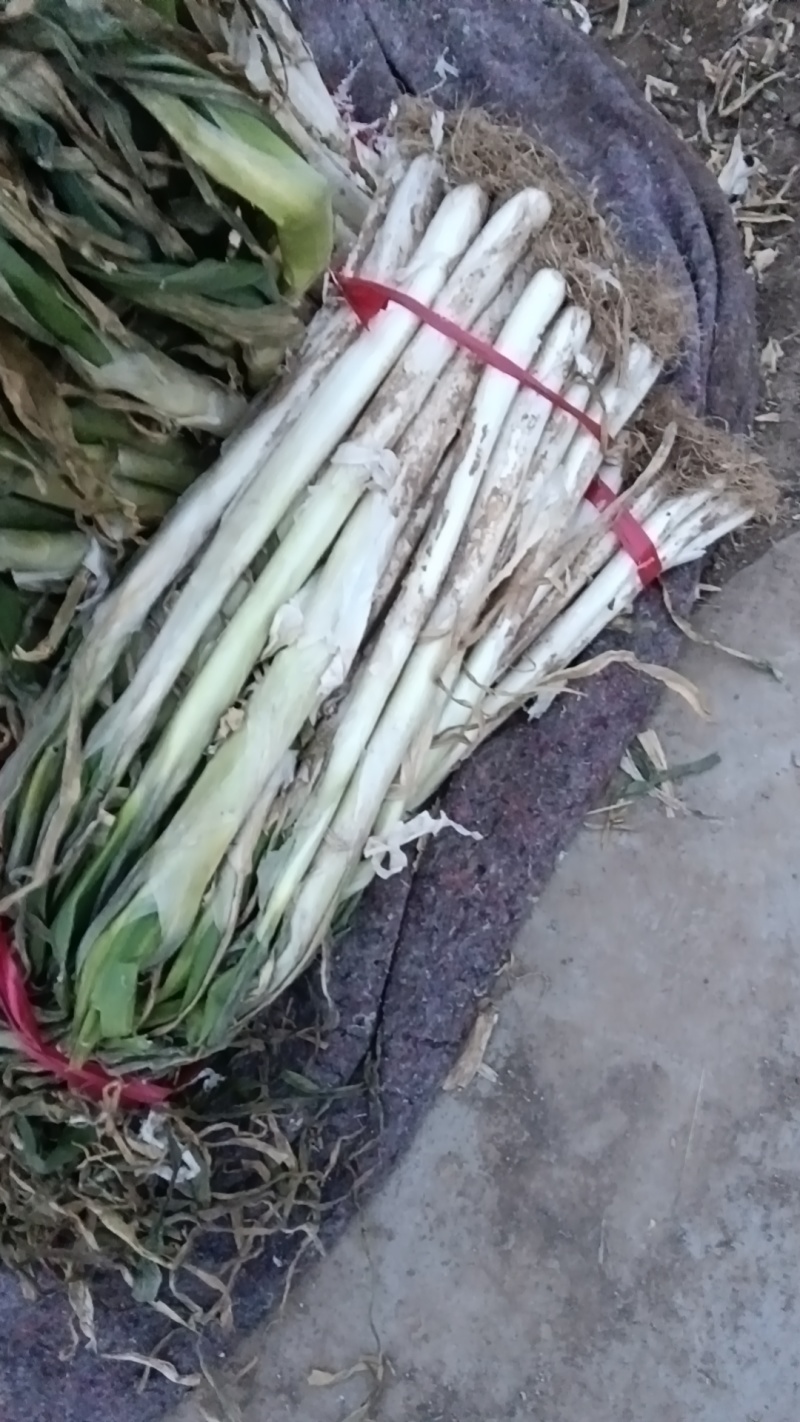 章丘长白大葱