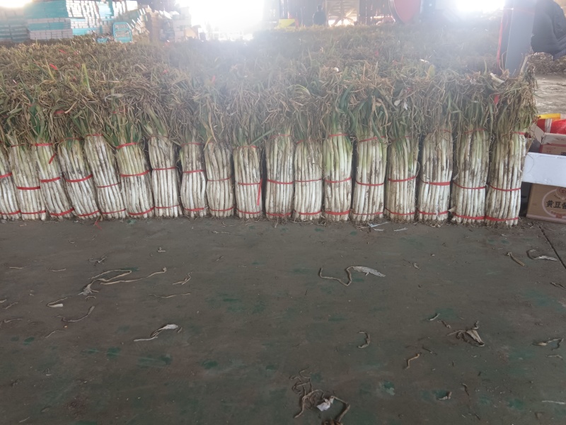 章丘长白大葱