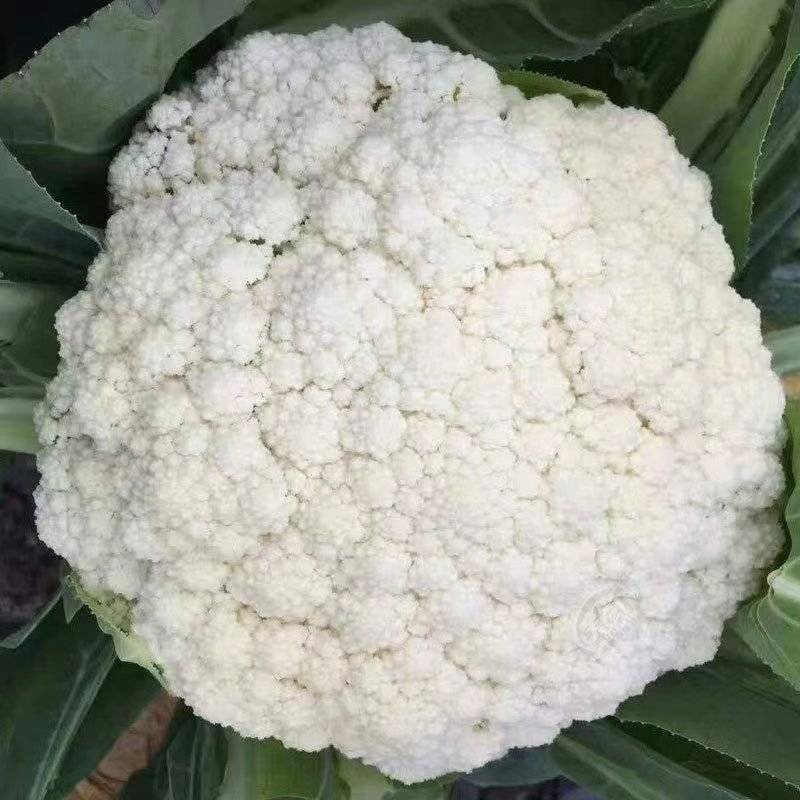 湖南有机花菜松花菜，一手货源，基地直供，全国发货