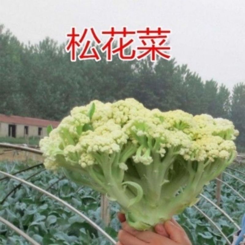 湖南有机花菜松花菜，一手货源，基地直供，全国发货