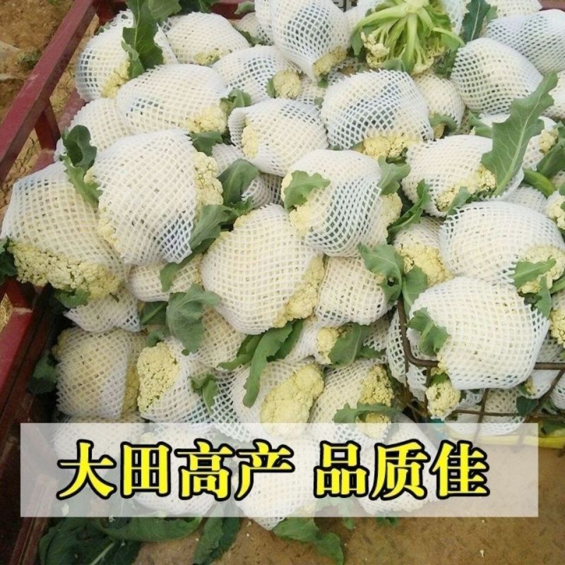 湖南有机花菜松花菜，一手货源，基地直供，全国发货