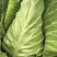 甘蓝种子甜脆牛心好吃型大牛心早熟质脆嫩味甘甜卖相好