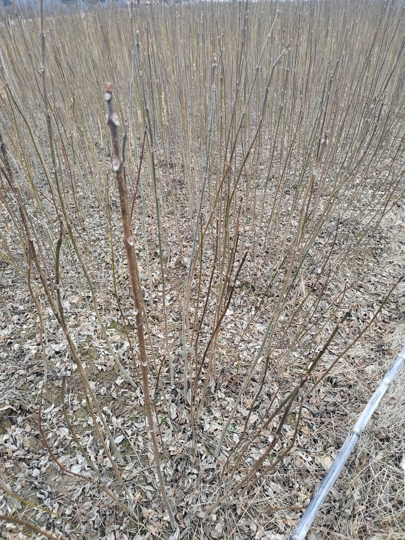 厚皮川黄柏