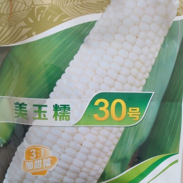 杜绝假货美玉糯30号玉米种子加甜糯国审审定品种绿川种苗