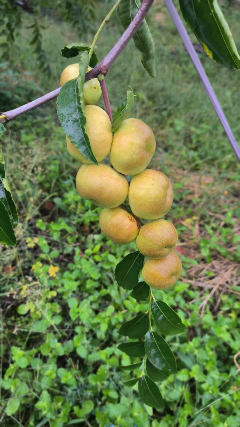 枣树苗，冰糖脆枣，蟠枣，冬枣，油蟠枣
