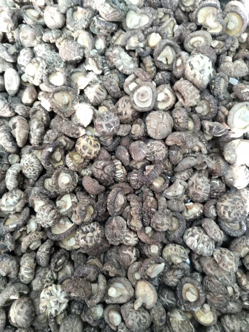 包邮麻花菇新冬菇肉厚，平剪脚，产地直供一手货源