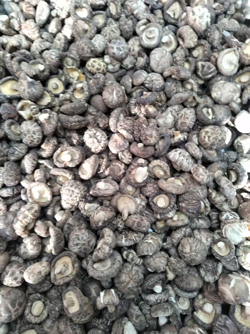 包邮麻花菇新冬菇肉厚，平剪脚，产地直供一手货源