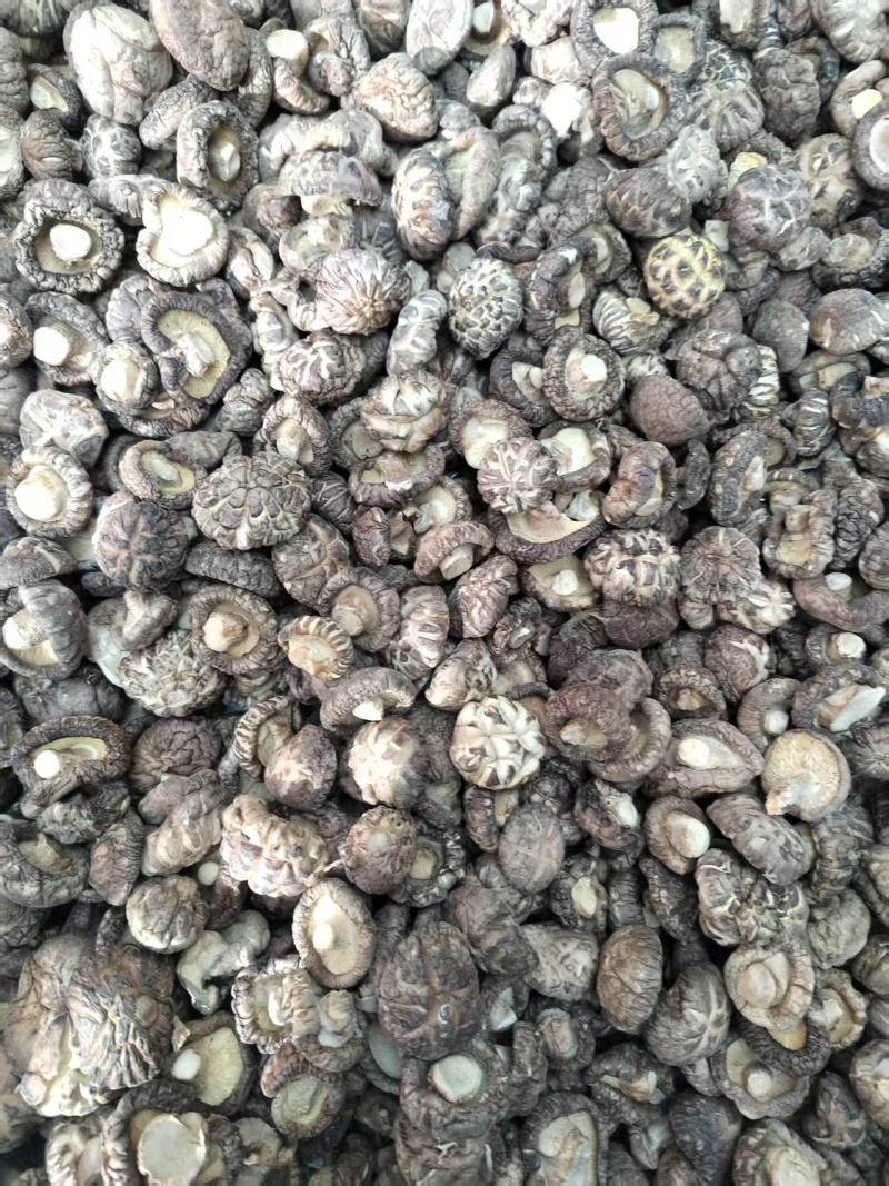 包邮麻花菇新冬菇肉厚，平剪脚，产地直供一手货源