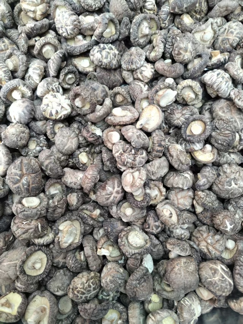 包邮麻花菇新冬菇肉厚，平剪脚，产地直供一手货源