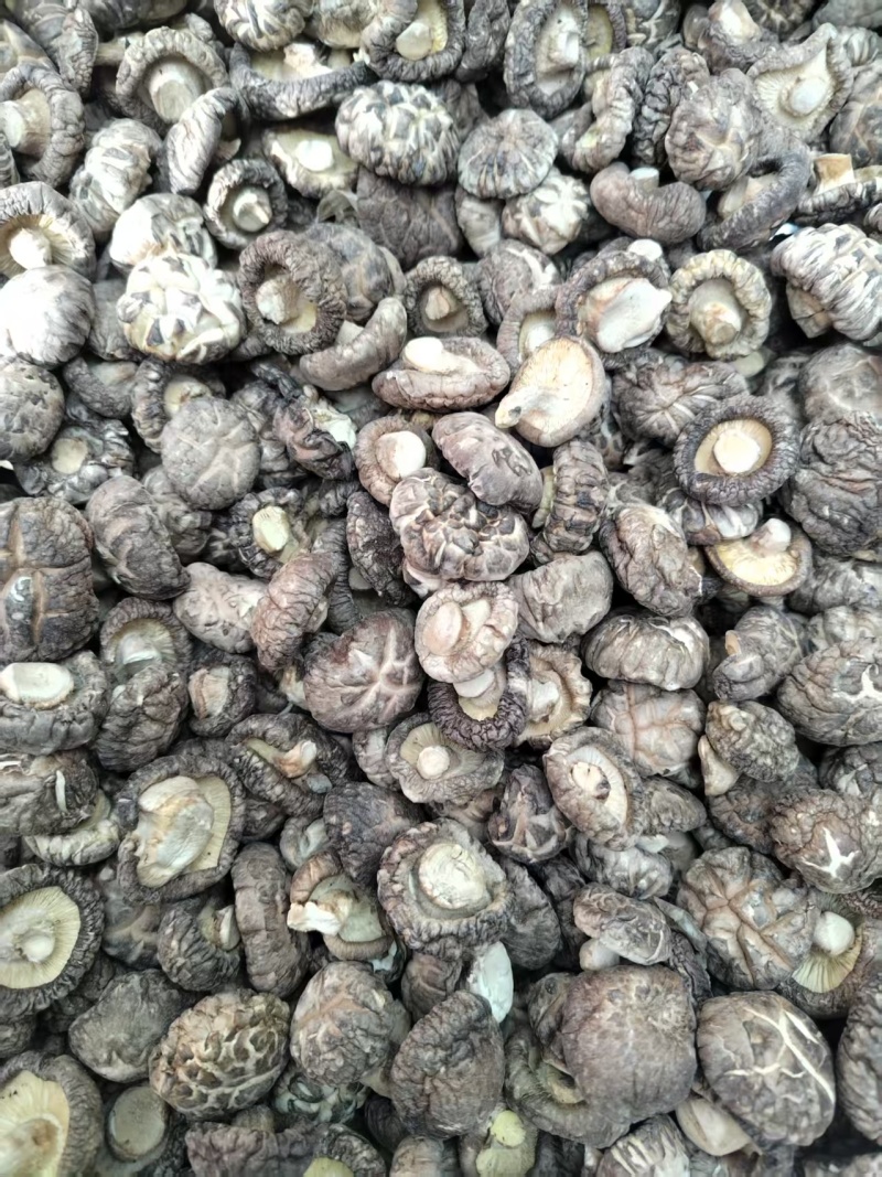 包邮麻花菇新冬菇肉厚，平剪脚，产地直供一手货源