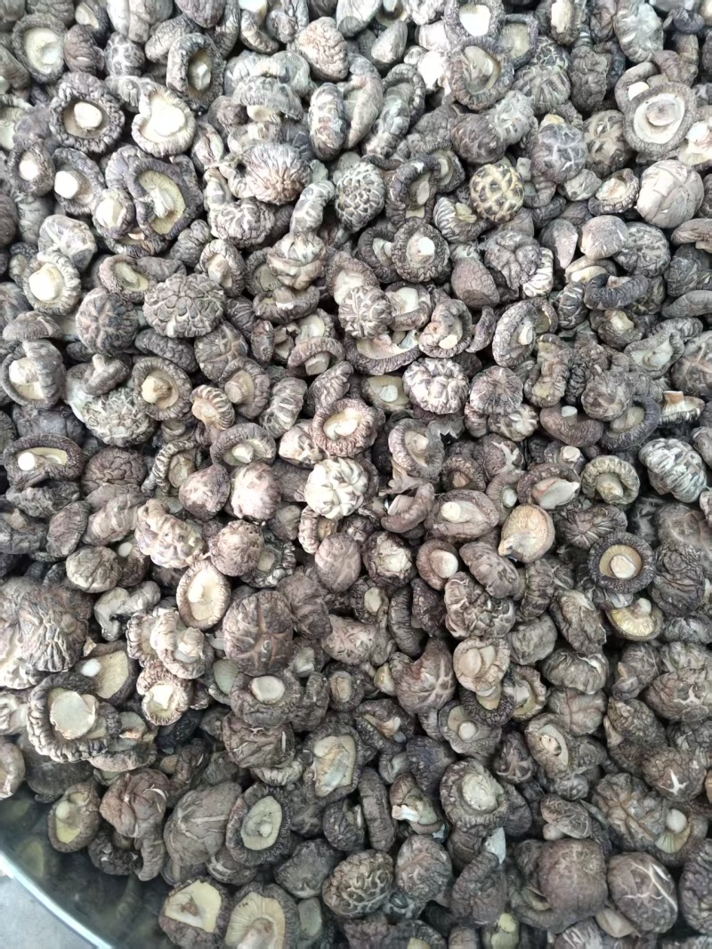 包邮麻花菇新冬菇肉厚，平剪脚，产地直供一手货源