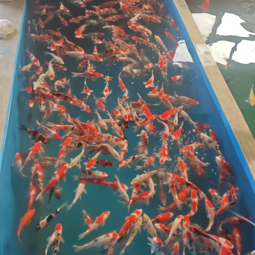 山东进口血统锦鲤养殖大正红白昭和
