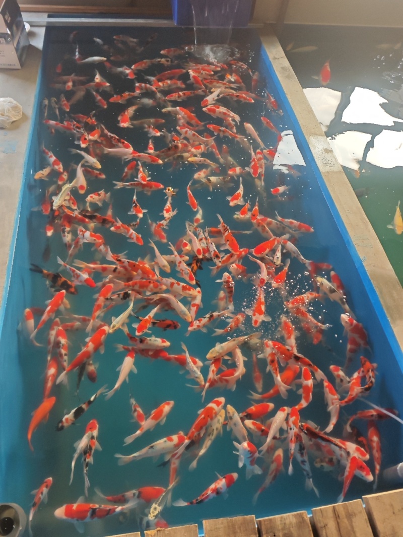 山东进口血统锦鲤养殖大正红白昭和
