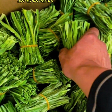云南贡菜，保质保量，量大价优，产地直发，欢迎各位咨询