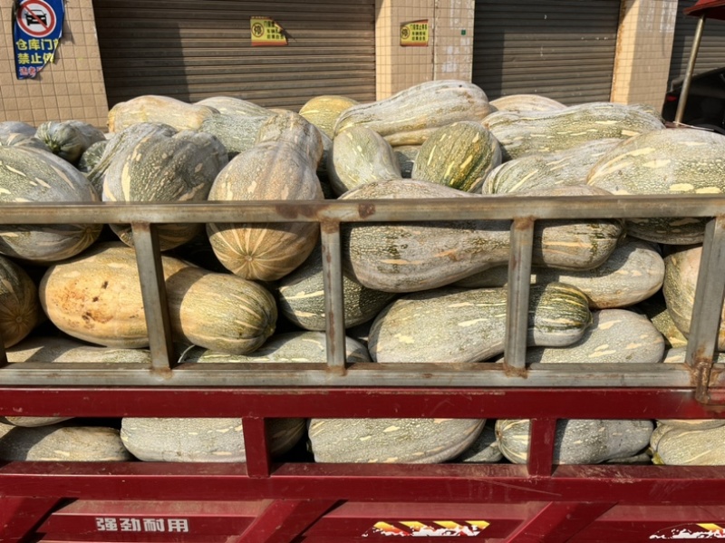 广东密本南瓜，老南瓜，产地直发，一手货源，大量有货