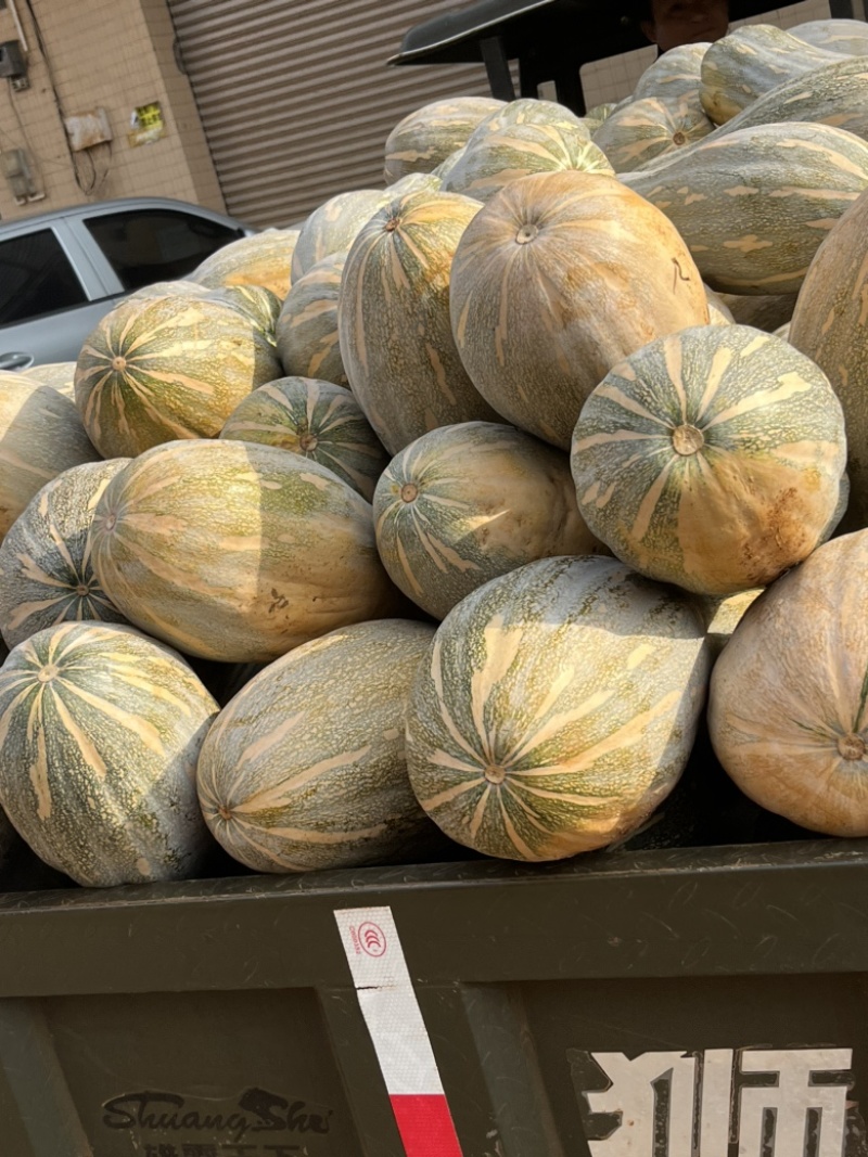 广东密本南瓜，老南瓜，产地直发，一手货源，大量有货