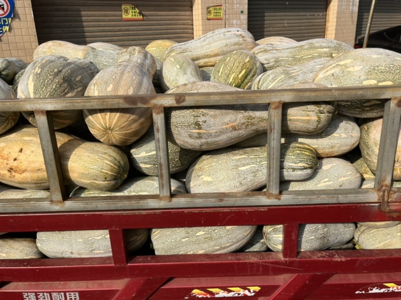 广东密本南瓜，老南瓜，产地直发，一手货源，大量有货