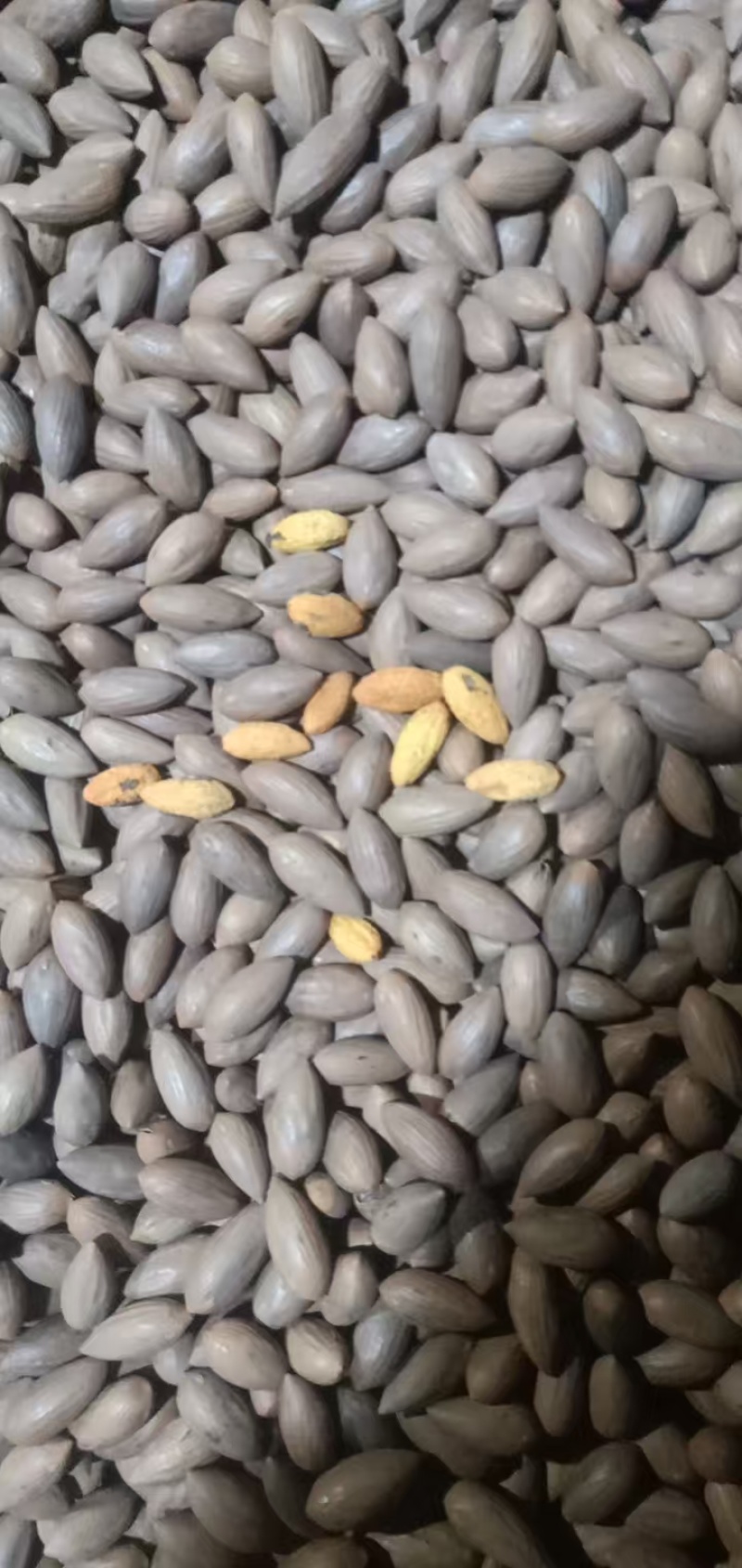 香榧基地直供大量现货供应，品质保证规格齐全，可视频看货