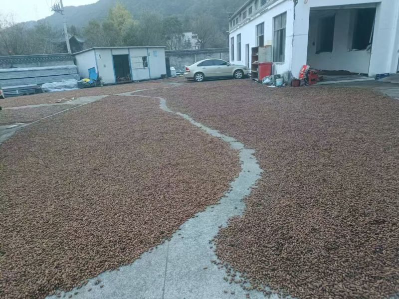 香榧基地直供大量现货供应，品质保证规格齐全，可视频看货