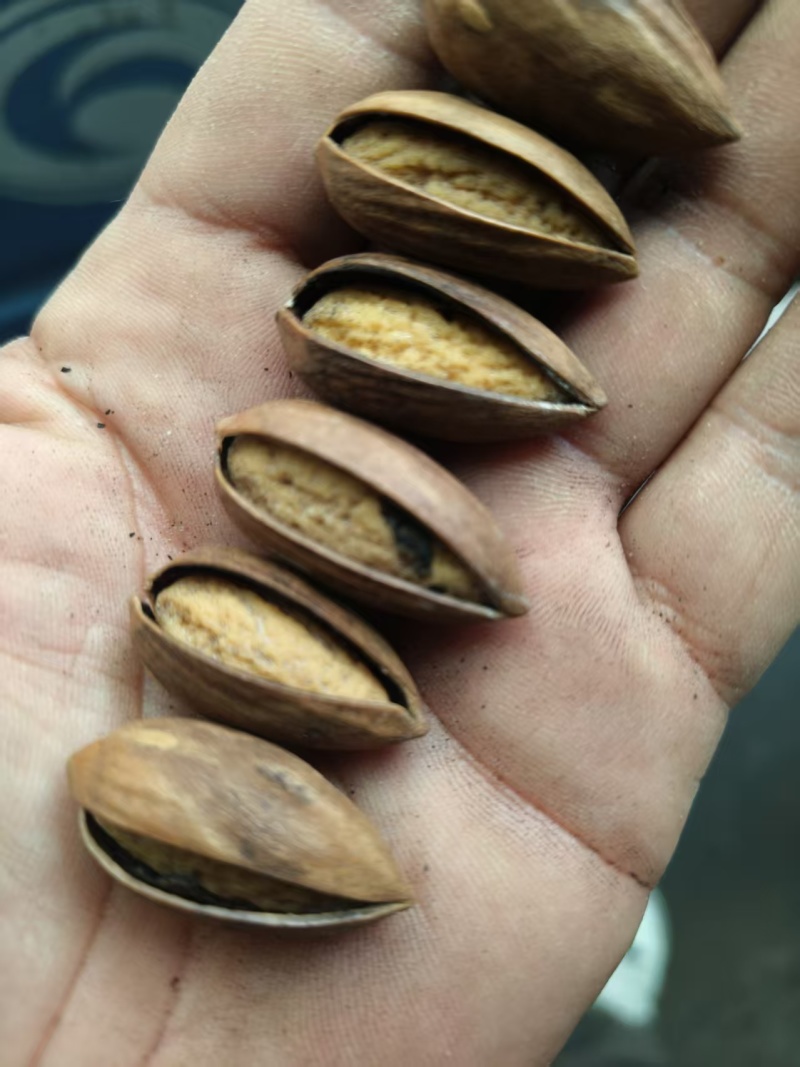 香榧基地直供大量现货供应，品质保证规格齐全，可视频看货