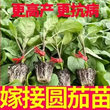 嫁接圆茄苗早春特惠冷棚露地皆适配抗病抗重茬采收期长产量高