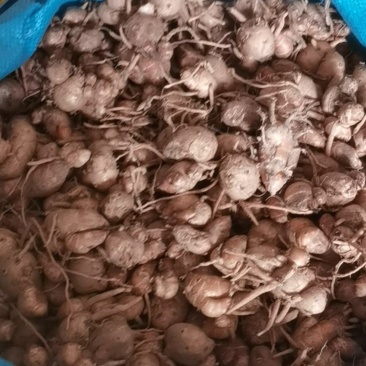 广东沙姜产地收购供货规格齐全