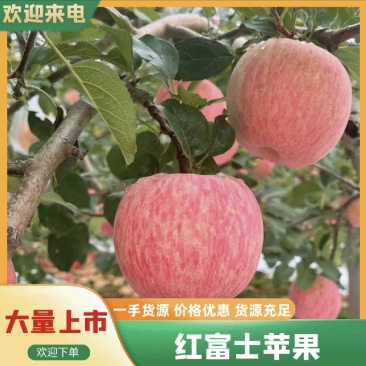 红富士苹果，产地冷库直发，质量保证，量大从优，欢迎咨询采购