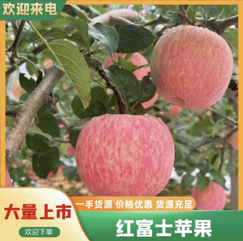红富士苹果，产地冷库直发，质量保证，量大从优，欢迎咨询采购