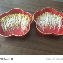 贵州山泉水绿豆芽
