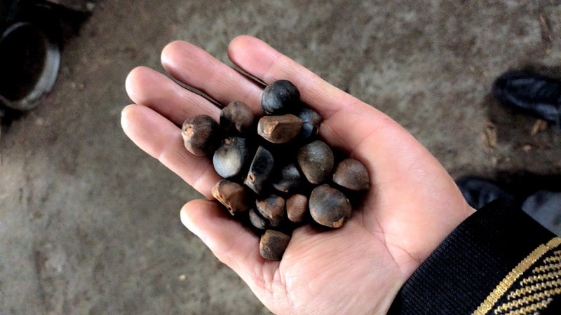 油茶籽