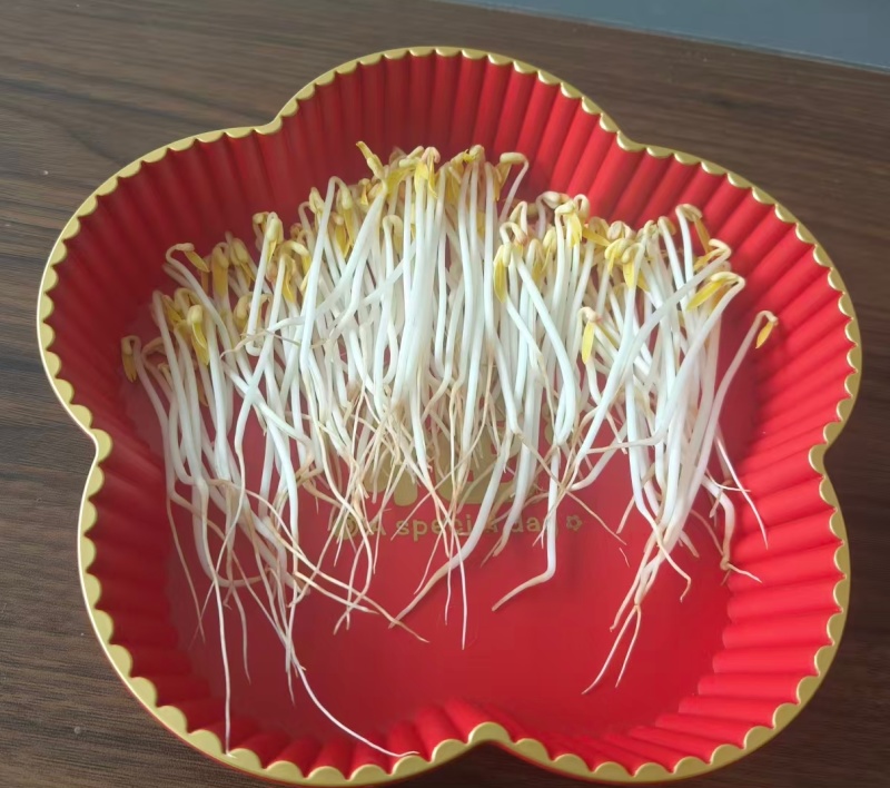贵州山泉水绿豆芽