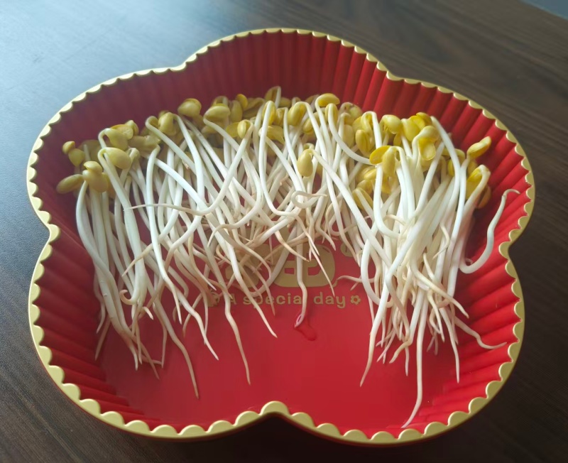贵州山泉水绿豆芽