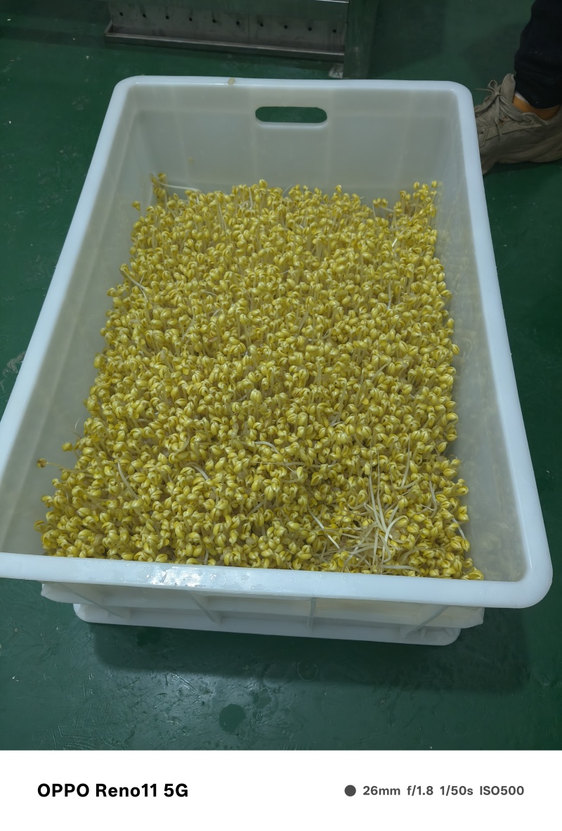贵州山泉水绿豆芽
