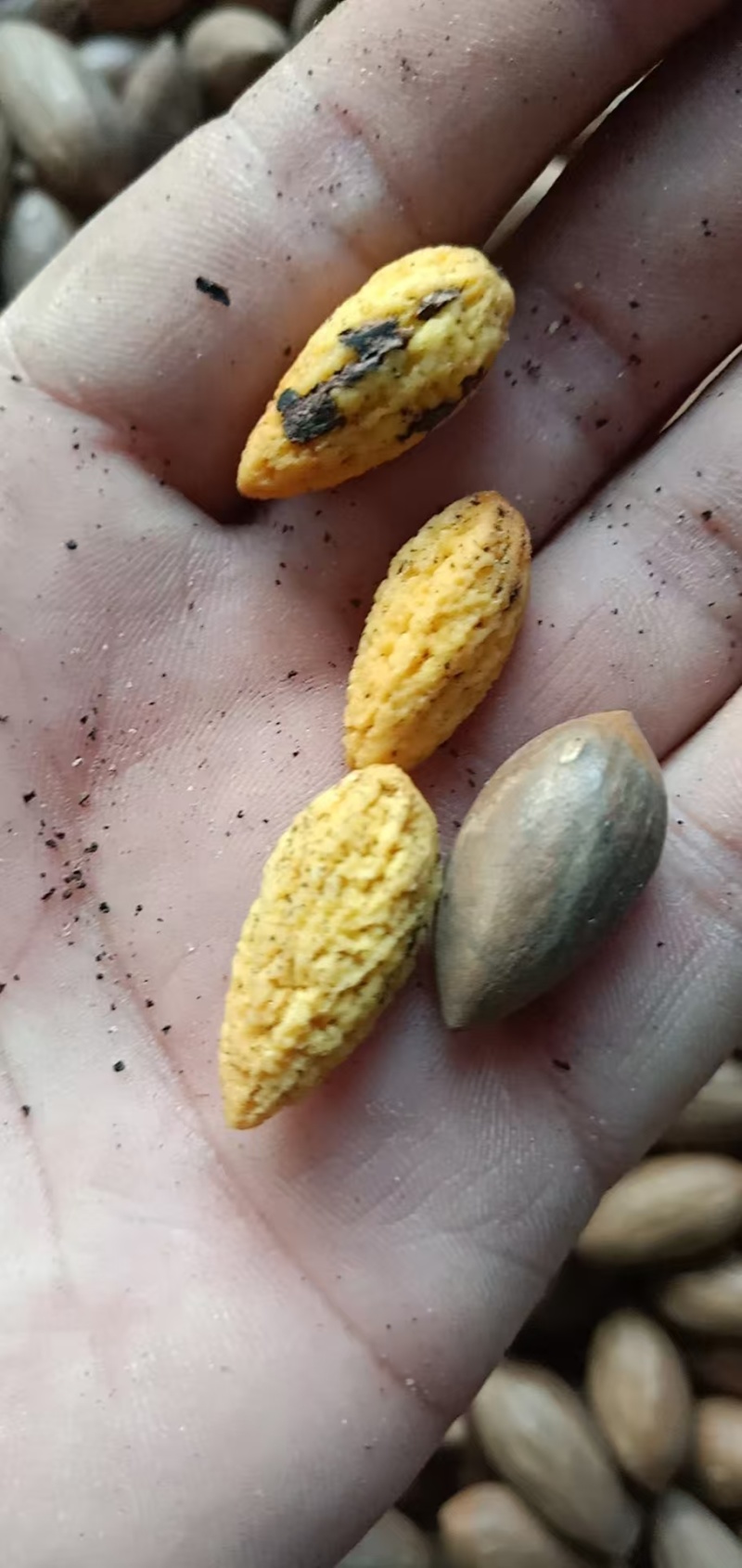 香榧坚果榧子常年大量供应，品质保证，对接电商市场批发商