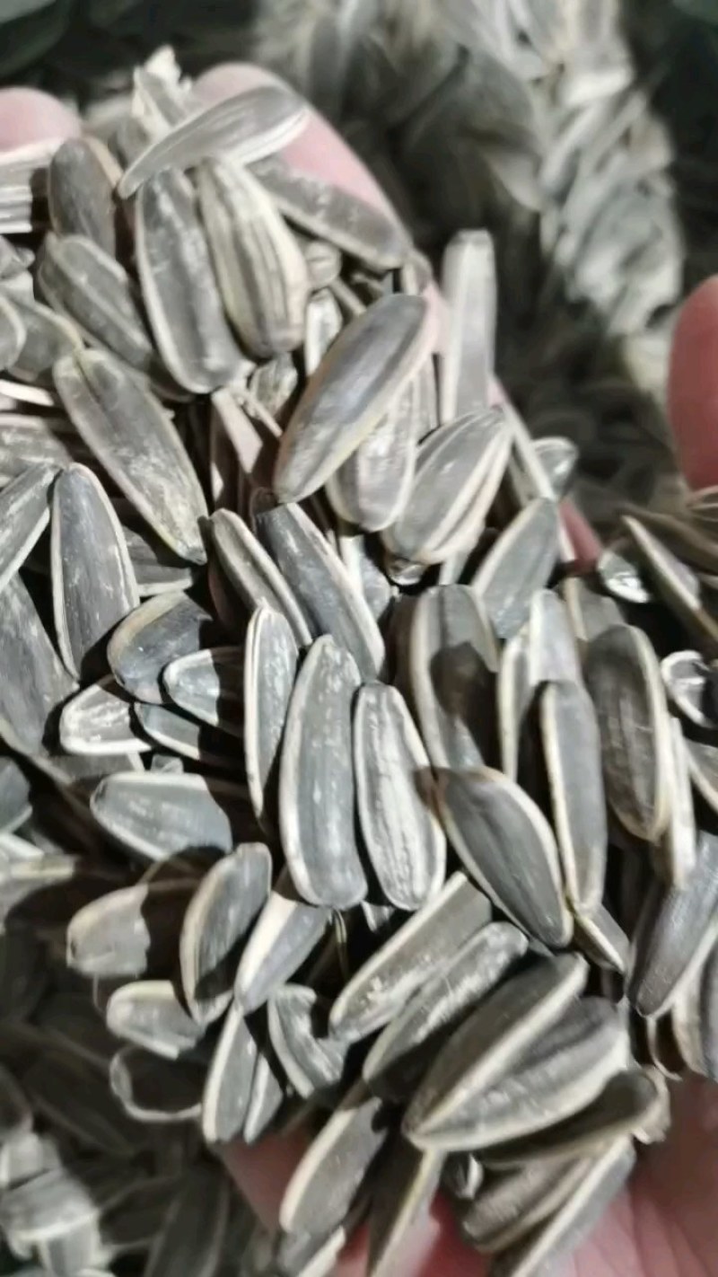 原味熟瓜子